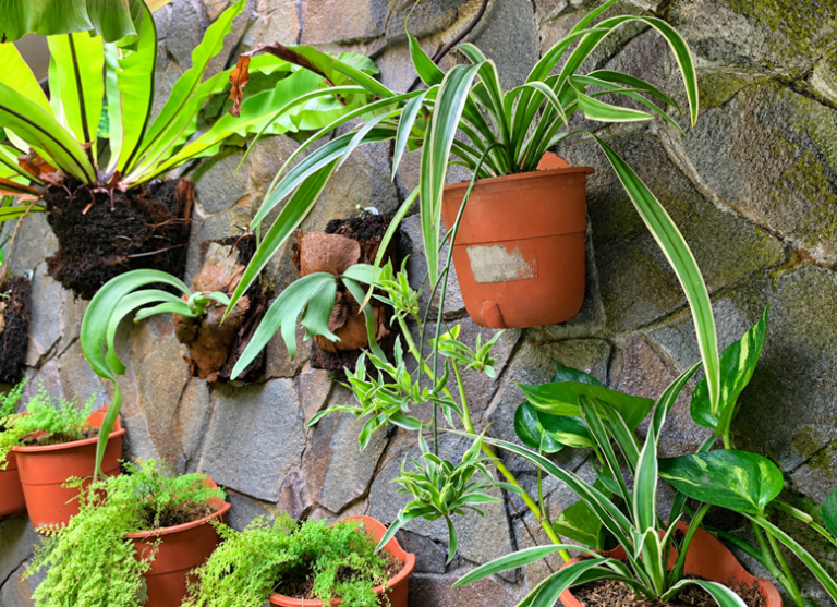 Spider Plant