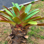 Tanaman Bromelia