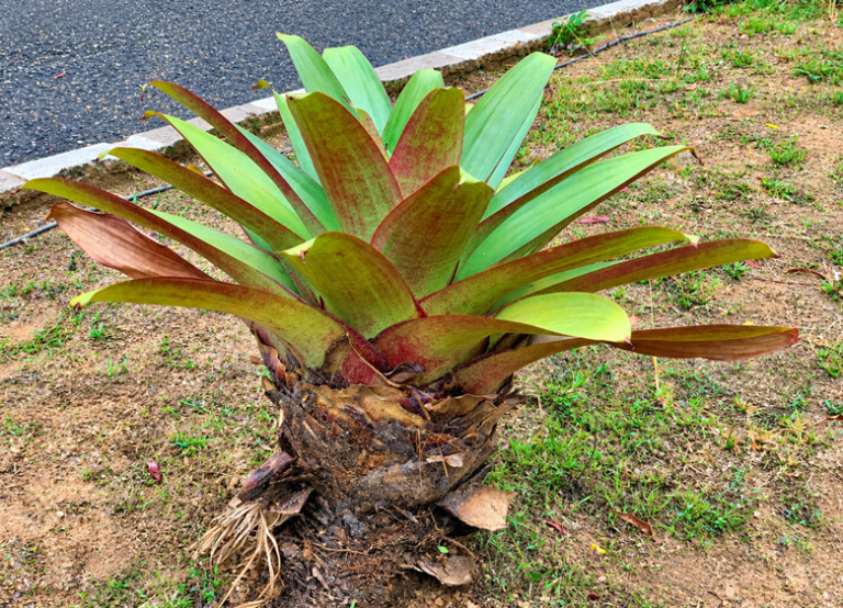 Tanaman Bromelia