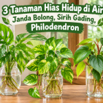 Tanaman Hias Hidup di Air