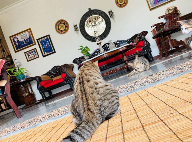 Tanaman Hias Indoor yang Aman untuk Kucing