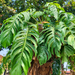 Tanaman Janda Bolong