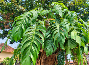Tanaman Janda Bolong